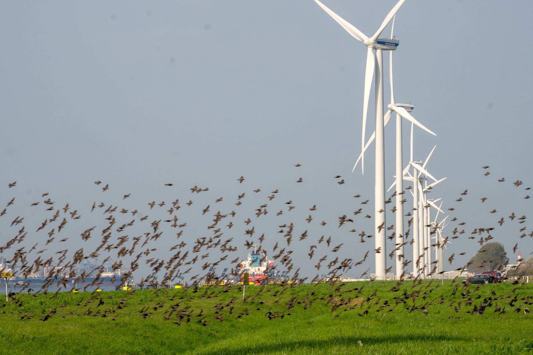 Vogels