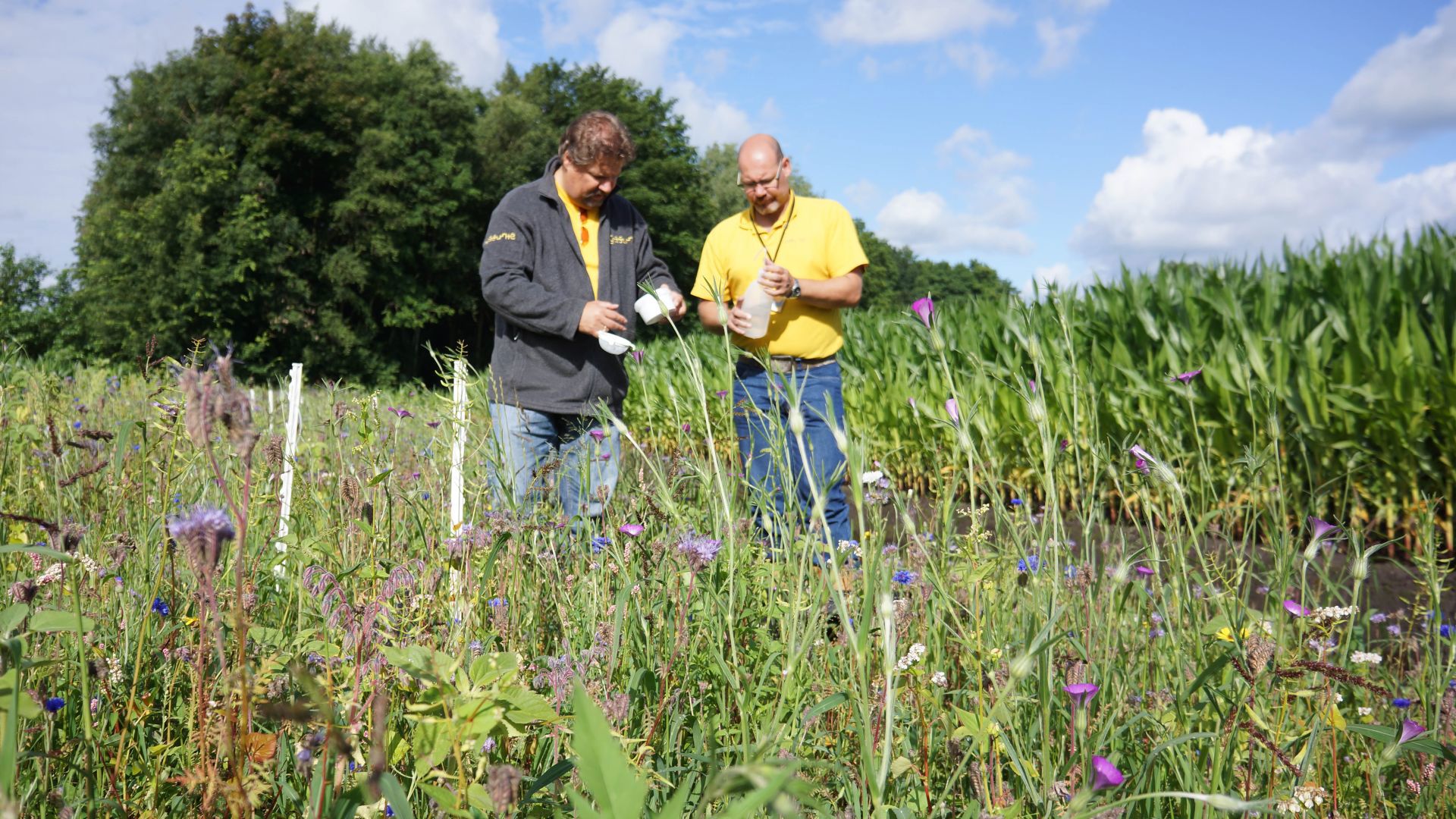 Medewerkers in bijenveld